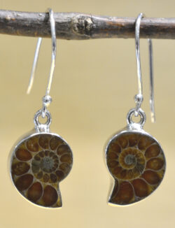 brown ammonite shell fossil and .925 sterling silver drop earrings