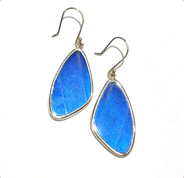Real Blue Morpho butterfly wing earrings, no butterflies are harmed