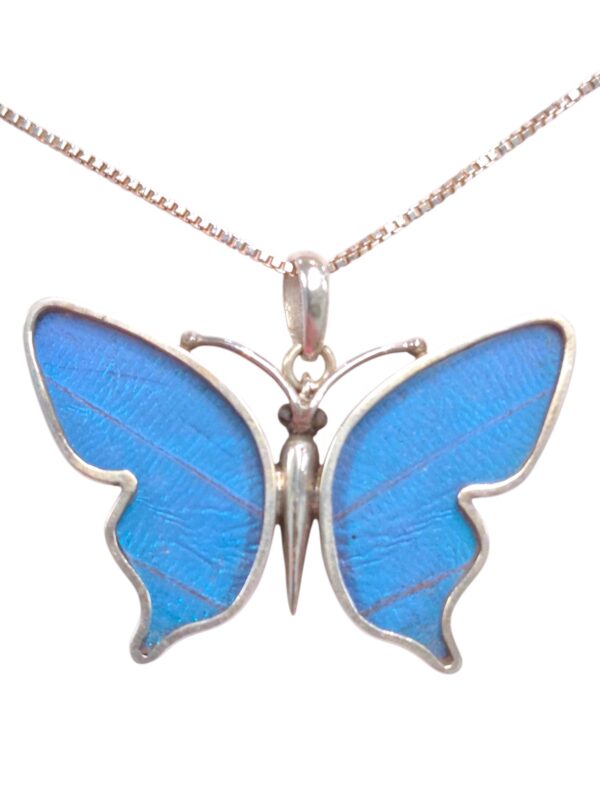 This blue morpho butterfly necklace features real blue morpho butterfly wings under resin. NO butterflies are harmed as the wings are collected only after the butterfly has lived out its natural lifespan.
