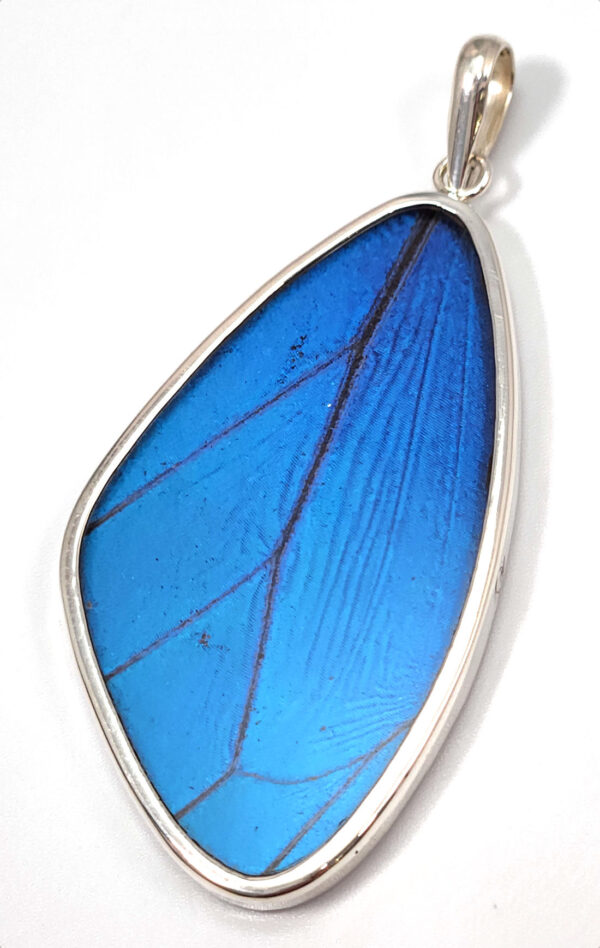 real blue morpho butterfly wing in resin sterling silver large pendant, no butterflies are harmed