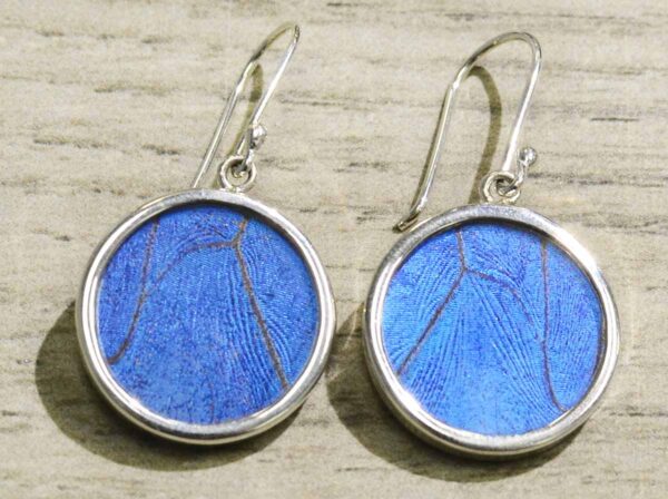 bright blue butterfly wing and sterling silver circle earrings