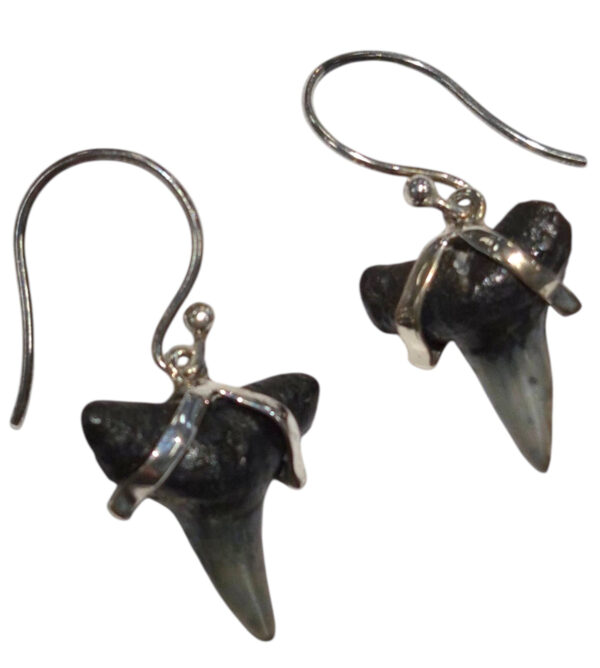 fossil shark tooth earrings