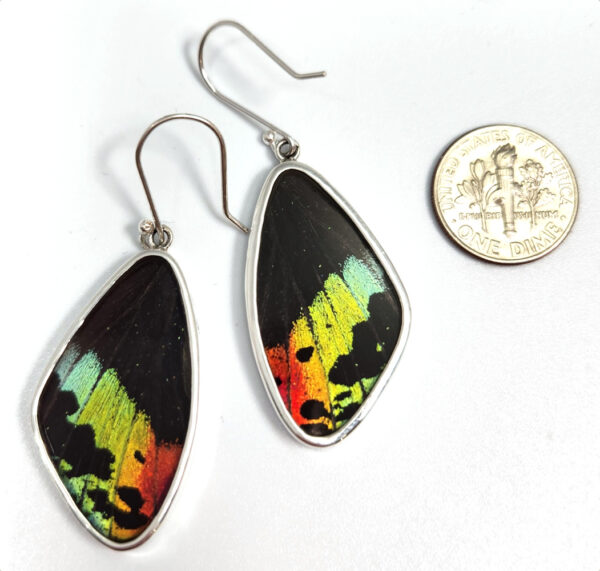 backside of naturally expired real butterfly wing earrings with dime for size comparison