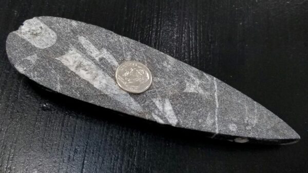 orthoceras fossil with dime for scale