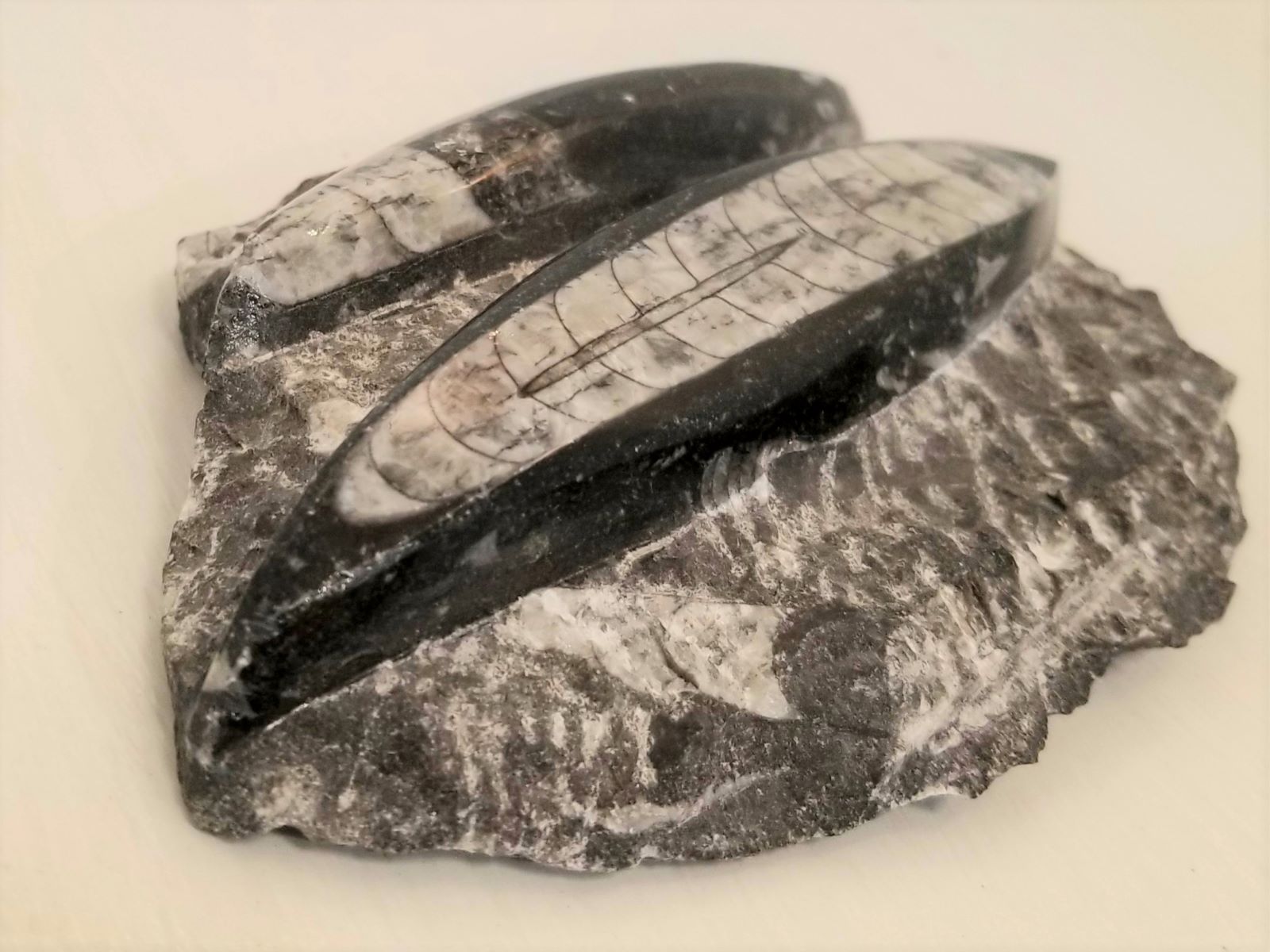 orthoceras fossil rock decor piece